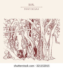 One of the world's oldest olive trees (Stara Maslina) near Stari Bar (city of Old Bar), Montenegro, Balkans. A popular tourist attraction. Hand drawn artistic postcard or poster in vector