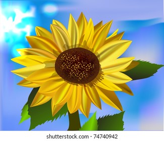 one yellow beautiful sunflower on a background blue sky. sun canicular day