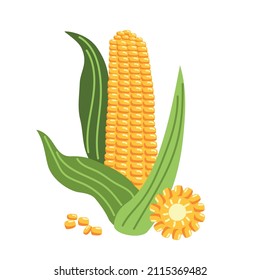 One yellow Corn with leaves and its slices. Healthy vegetables from the garden. Vector isolated illustration on a white background
