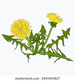 One yellow flower with leaves and a small bud on a long stem. Vector, botanical illustration of a dandelion, suitable for icons, frame design, holiday illustrations, on a transparent background, eps