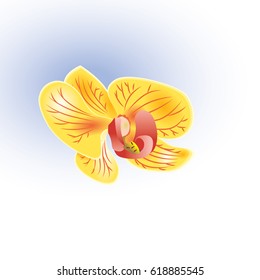 one yellow orchid