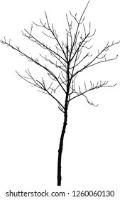 One young tree silhouette vector