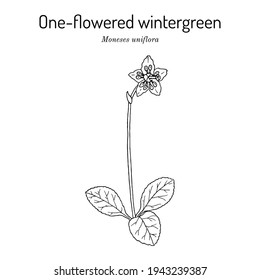 Invernadero de una flor, o simple deleite (Moneses uniflora), planta medicinal. Ilustración de vector botánico dibujada a mano