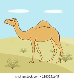 one-humped camel  on desert background,  vector cartoon illustration of animal in natural habitat