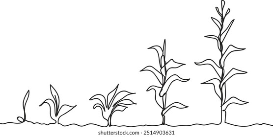 One-line art of the life cycle of a corn plant. Vector of growth stages from seed to flowering and fruiting plant isolated on white background