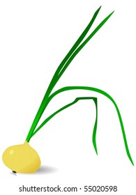 onion