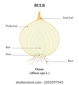 Cebolla (Allium cepa). Sección longitudinal.