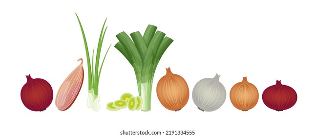 Onion in assortment: shallot, chives, leek, red, white and yellow onion, vector illustration isolated on white background, banner