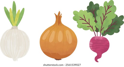 Onion beetroot and Turnip Digital Watercolor Clipart 