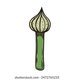 Onion bloom bud isolated on white background.