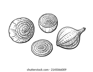 Zwiebelkugel, schneiden. Vektorgrafik-Zeichensatz. Skizze einzeln auf weißem Hintergrund. Einfarbiges Gemüse. Landwirtschaftliche Ernte