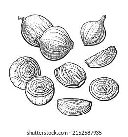 Onion bulb, cut. Vector graphic set. Engraving isolate on white background. Monochrome vintage vegetable. Farm harvest