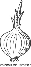 Onion bulb with fresh stalk. Growing plant sketch