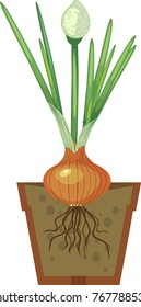 Onion bulb with green leaves and bud in pot on white background