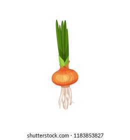 Onion bulb with green sprout, fresh vegetable vector Illustration on a white background