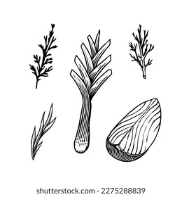 Bombilla de cebolla, tajada de medio corte y anillos. Mano dibujada con tinta de estilo vintage. Diseño de contorno gráfico lineal. Platos vegetarianos detallados. Ilustración vectorial para etiqueta, afiche e impresión