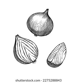 Onion bulb, Half cutout slice and rings. Hand drawn with ink in vintage style. Linear graphic outline design. Detailed vegetarian food. Vector illustration for label, poster, print