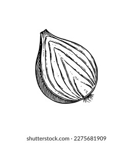 Bombilla de cebolla, tajada de medio corte y anillos. Mano dibujada con tinta de estilo vintage. Diseño de contorno gráfico lineal. Platos vegetarianos detallados. Ilustración vectorial para etiqueta, afiche e impresión