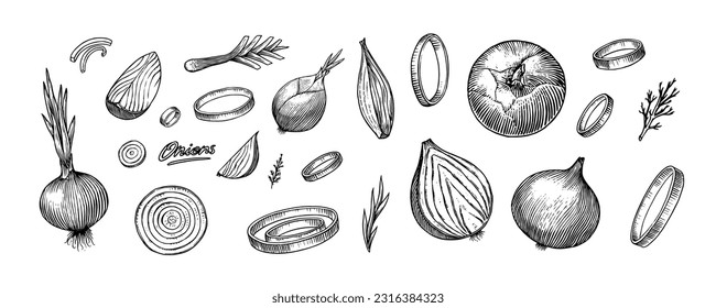 Onion bulb, Half cutout slice and rings. Hand drawn with ink in vintage style. Linear graphic outline design. Detailed vegetarian food. Vector illustration for label, poster, print