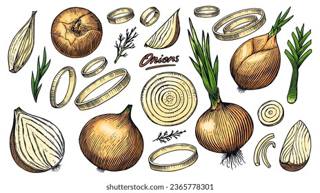 Bombilla de cebolla, tajada de medio corte y anillos. Mano dibujada con tinta de estilo vintage. Diseño de contorno gráfico lineal. Platos vegetarianos detallados. Ilustración vectorial para etiqueta, afiche e impresión