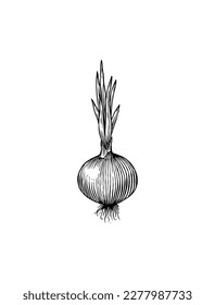 Onion bulb. Hand drawn with ink in vintage style. Linear graphic outline design. Detailed vegetarian food. Vector illustration for label, poster, print