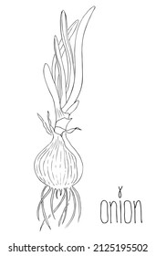 Onion bulb with leaves and roots. Growing process. Realistic hand drawn graphic illustration.