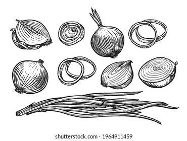Onion bulb and rings. Fresh vegetables sketch vector illustration