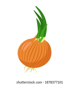 Onion bulb with scales and sprouted green feathers. Color vector image.