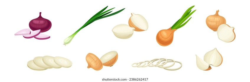 Onion Bulb as Vegetable and Agricultural Crop Vector Set