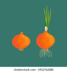 Onion bulbs isolated on dark teal blue background. Vector illustration.