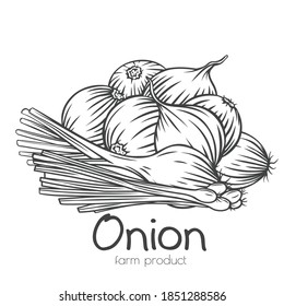 Onion bulbs, scallion, leek outline hand-drawn engraved monochrome vector illustration in retro sketch style. Bunch of onions, isolated pile of harvest vegetables. Ad farm products shop, market label