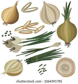 Onion colored illustration, vector