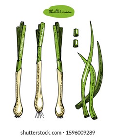 Onion colorful hand drawn vector illustration.Detailed retro style sketch.Kitchen herbal spice and food ingredient.Shallot onion, isolated cooking object.
