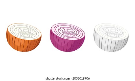 Onion cut in half across. There are three varieties of onions - red, white and brown. Delicious and healthy root vegetables used in the preparation of various dishes. Vector illustration.