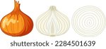 Onion cut in half set illustration