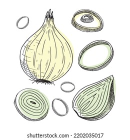 Cebolla. Cortar en mitades y anillos. Ilustración vectorial dibujada a mano en estilo de esbozo. aislado en blanco