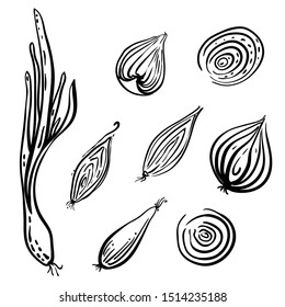 Onion. Different types whole, halved and sliced. Set of vegetables in sketchy style isolated on white background. Doodle hand drawn vegetables in black and white. Vector illustration