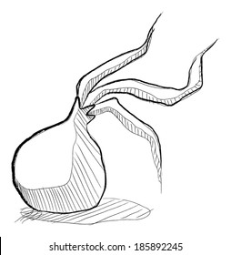 Onion doodle