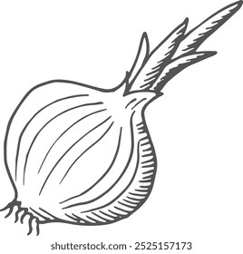 Onion doodle sketch. Fresh root vegetable drawing