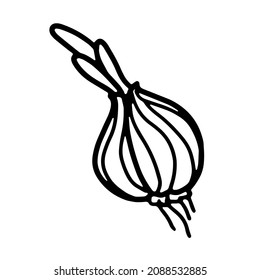 Onion in doodle style. Isolated vector.