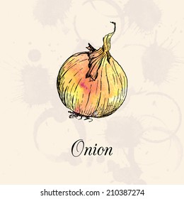 Onion, drawing by ink and watercolor at vintage background, hand drawn vegetables,   vector illustration