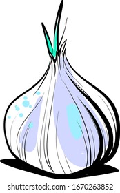 Onion drawing, illustration, vector on white background.