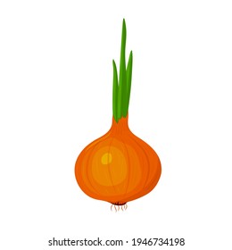 dibujo de cebolla sobre fondo blanco, ilustración vectorial