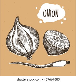 Onion in engraving vintage style. Hand drawn onion on brown craft paper. Vector illustration
