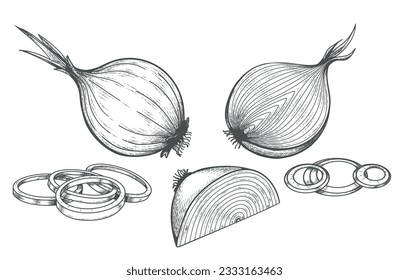 Dibujo grabado de cebolla. Cebollas cortadas en trozos enteros medio blancos de contorno vintage, bombillas turnip boceto de tinta cocina dietética vector de alimentación ilustración aislada