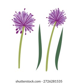 Onion flowers. Flat vector clipart, illustration with isolated background.