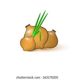 Onion with fresh green sprout, isolated on white background. Vector illustration.
