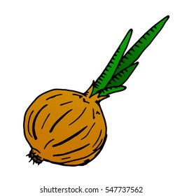 Onion with fresh green sprout. Onion. Vector illustration of a bow. Hand drawn young onion isolated on white.