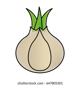 onion fresh vegetable icon
