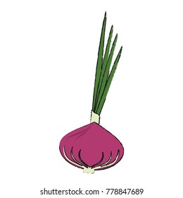 Onion fresh vegetables